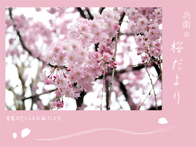 20110415桜.jpg