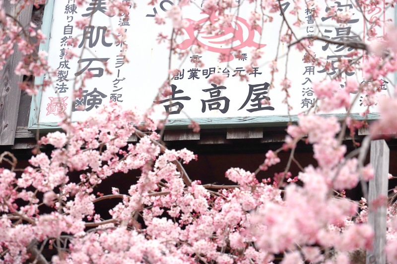 吉高屋の桜