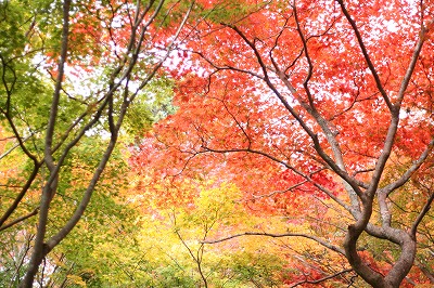 瑞宝寺公園.jpg