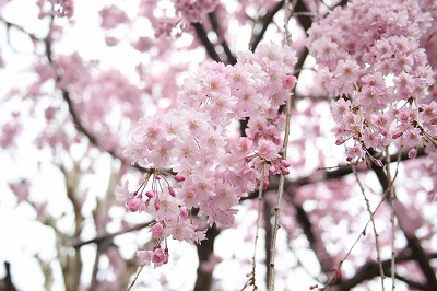 須磨離宮公園の桜 2月下旬 4月下旬 観光情報 兵衛 向陽閣 有馬温泉 旅館