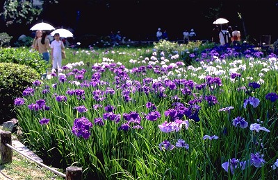 須磨離宮花しょうぶ観賞会.jpg