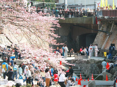 sakura_festival.jpg