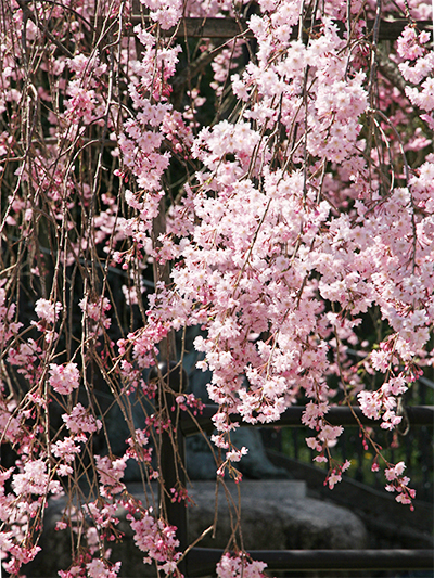 桜-.湯けむり広場jpg