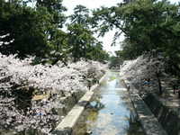 夙川公園14.JPG