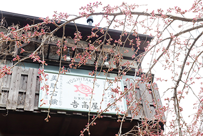 ★吉高屋桜(ブログ用).jpg