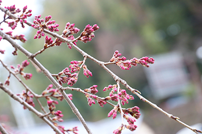 ★吉高屋桜2(ブログ用).jpg