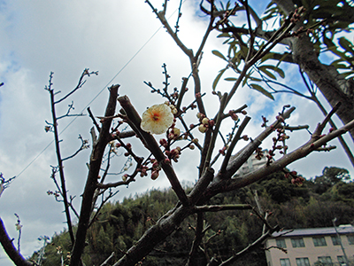 ★吉高屋-梅の花.jpg