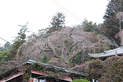 ★善福寺の桜(ブログ用).jpg