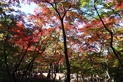 ★瑞宝寺公園40(ブログ用).jpg