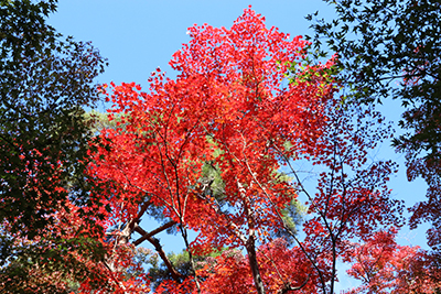 ★瑞宝寺公園42(ブログ用).jpg