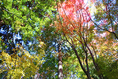 ★瑞宝寺公園43(ブログ用).jpg