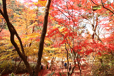 ★瑞宝寺公園50(ブログ用).jpg