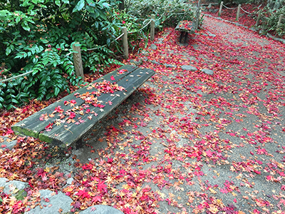 ★瑞宝寺-紅葉とベンチ(ブログ用).jpg