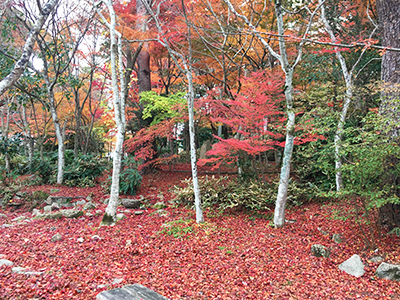 ★瑞宝寺-紅葉絨毯(ブログ用).jpg