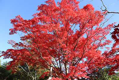 ★老松庭園(ブログ用).jpg