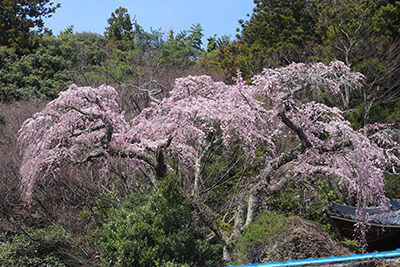 ★0326善福寺(ブログ用).jpg