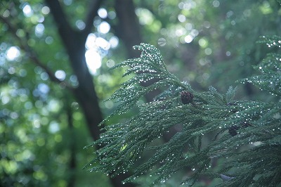 雨上がりのイチ枚.jpg