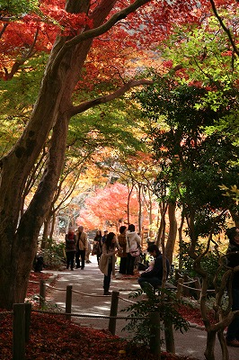 瑞宝寺公園　木々のトンネル.jpg