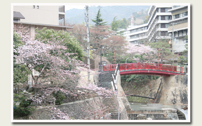 ねね橋　桜.jpg