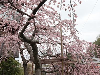 吉高屋さん駐車場桜.jpg