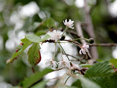 兵衛向陽閣-季節外れの桜とさくらんぼ.jpg