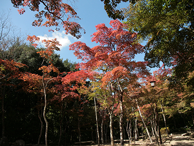 兵衛向陽閣-紅葉だより151017-1.jpg