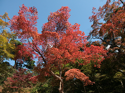 兵衛向陽閣-紅葉だより151017-3.jpg