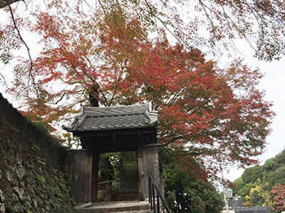 兵衛向陽閣-紅葉だより20151122-善福寺.jpg