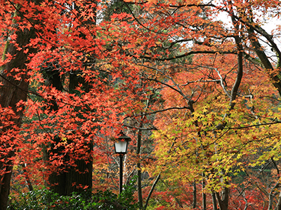 兵衛向陽閣-紅葉だより20151122-瑞宝寺公園1.jpg