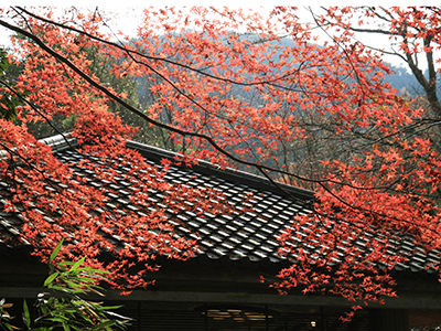 兵衛向陽閣-紅葉だより20151122-瑞宝寺公園2.jpg