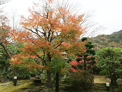 兵衛向陽閣-紅葉だより20151125-老松1.jpg