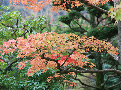 兵衛向陽閣-紅葉だより20151125-老松2.jpg