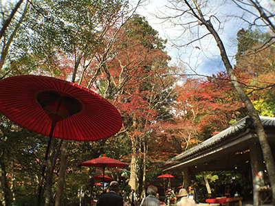 兵衛向陽閣-紅葉ブログ20151111-2瑞宝寺公園.jpg