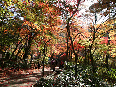 兵衛向陽閣_紅葉だより20171115-1.jpg