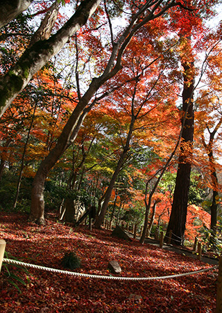 兵衛向陽閣_紅葉だより20171121-1.jpg