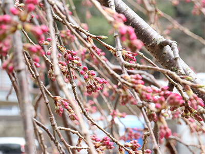 吉高屋桜アップ.jpg