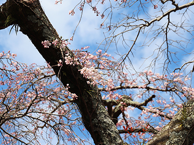 190403善福寺桜.jpg