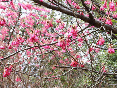 寒緋桜.jpg