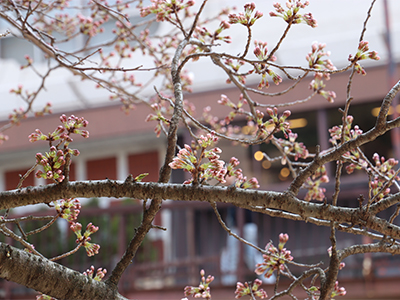 有馬川桜.jpg