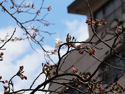 有馬川桜.jpg