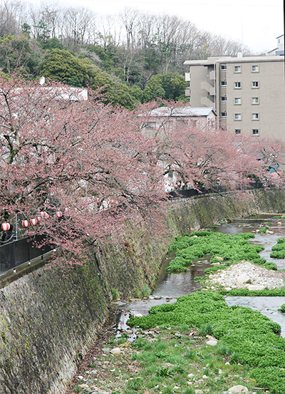 有馬川0407.jpg