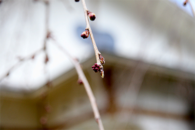 桜　つぼみ.jpg