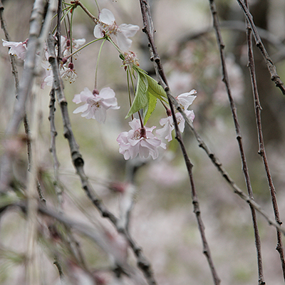 桜　アップブログ用.jpg