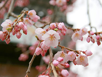 桜だより2017_吉高屋さんの桜2.jpg