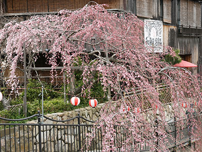 桜だより2017_吉高屋さんの桜3.jpg