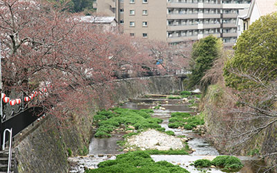 桜だより2017_川沿いの桜.jpg