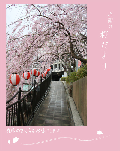 桜のトンネル.jpg
