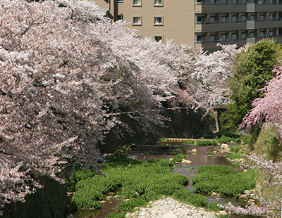 桜-有馬川.jpg