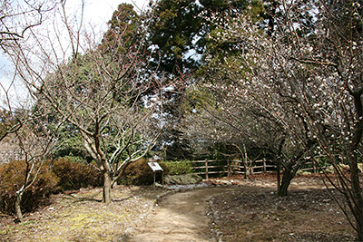 梅林公園　全体.jpg