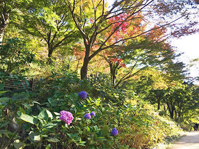 森林植物園2(ブログ用).jpg